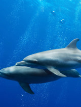Delfín v sen - spoznaj význam a výklad snov o delfínoch