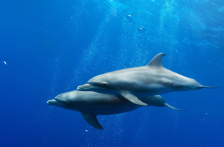 Delfín v sen - spoznaj význam a výklad snov o delfínoch