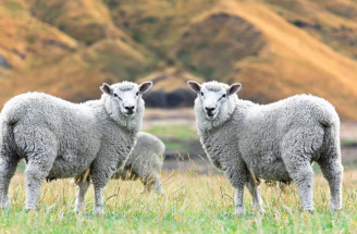 Ovce v sne - spoznaj význam a výklad snov o ovciach