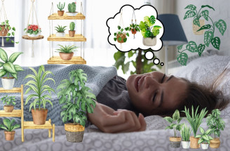 Rastliny v sne - spoznaj význam a výklad snov o rastlinách.