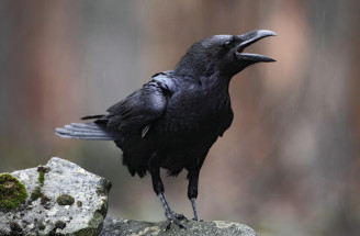 Sen o vrane odzrkaďluje smútok, nešťastie a smolu, ale môže mať i pozitívny význam