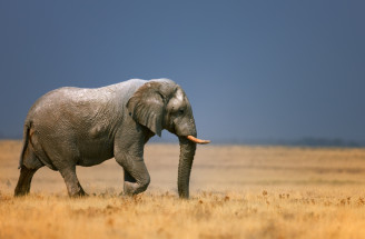 Slon v sne odráža vnútornú silu, ale poukazuje tiež na prekážky v živote