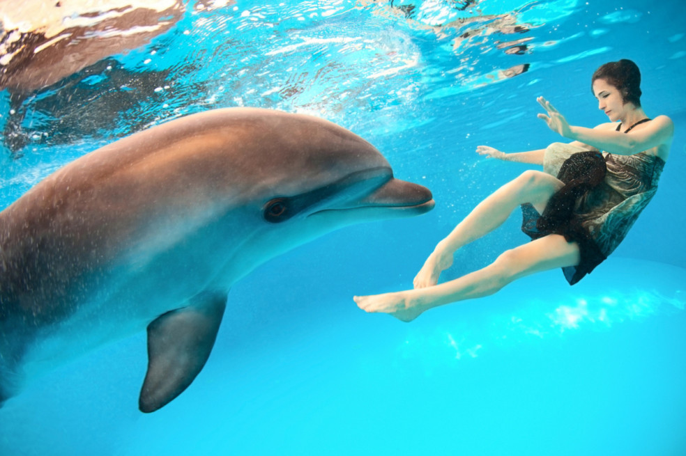 Výklad snov o delfínoch
