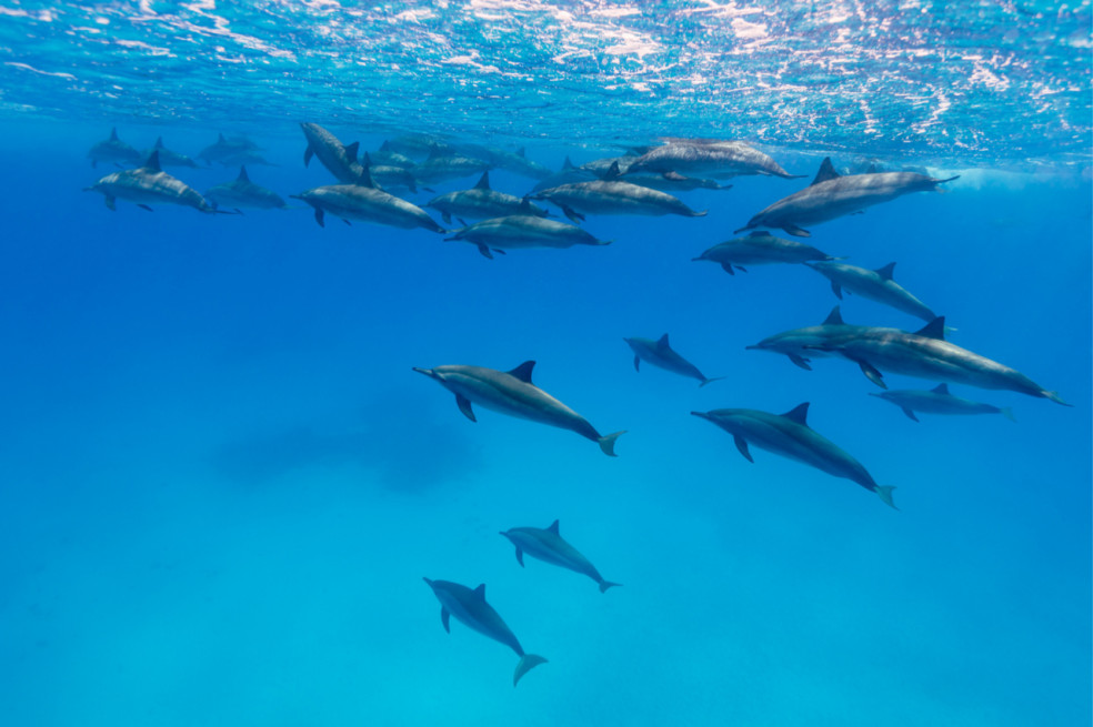 Delfíny v snoch a ich význam