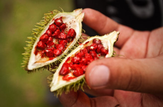 Poznáš bylinu prezývanú urucum? Zisti, ako ti pomôže ku krajšiemu opáleniu
