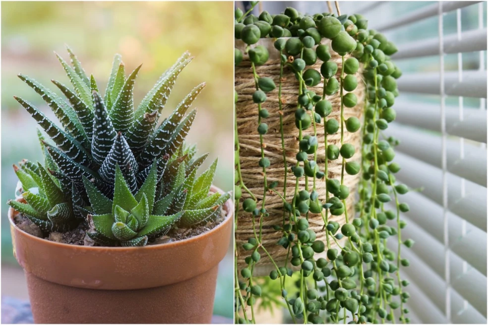 Haworthia a starček