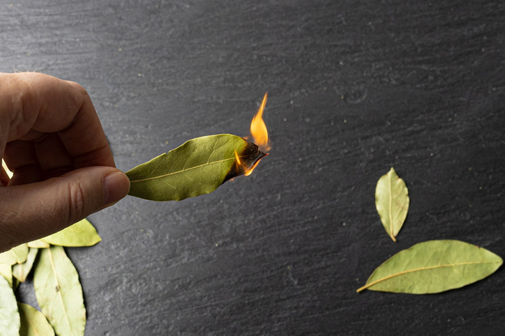 pálenie bobkového listu