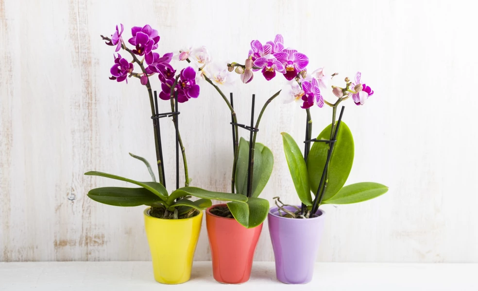 pestovanie orchidey