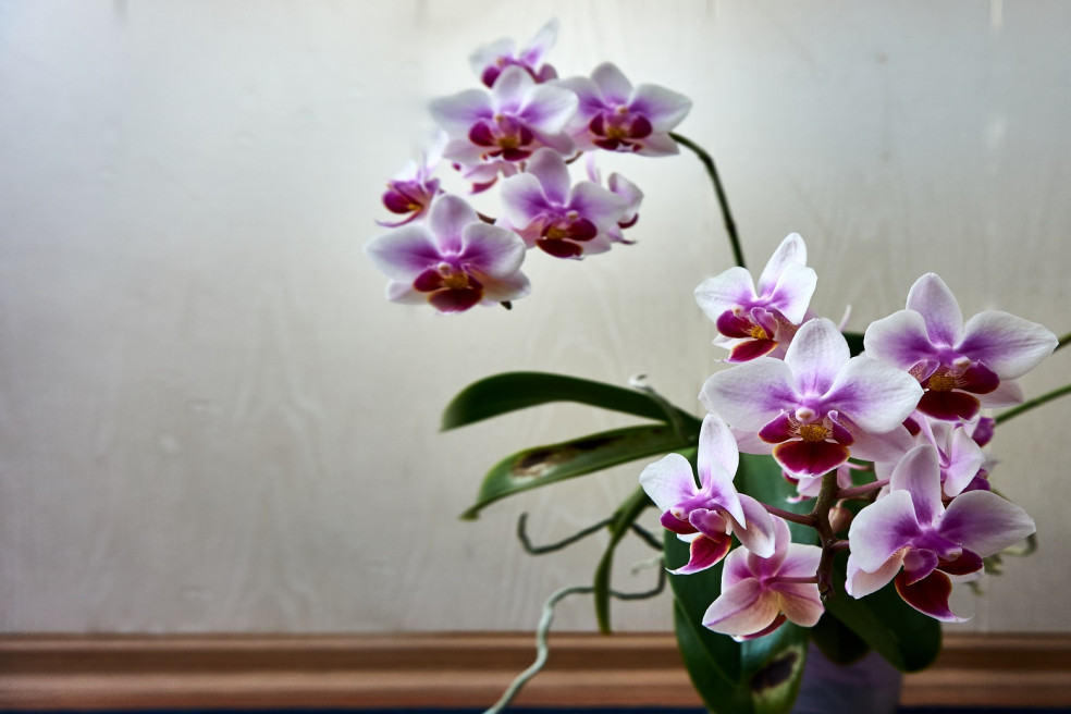 orchidea v domácnosti