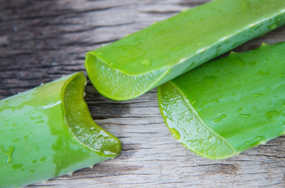 účinky Aloe vera