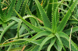 Aloa stromčekovitá: Má niečo spoločné s Aloe vera? Zisti o nej viac!