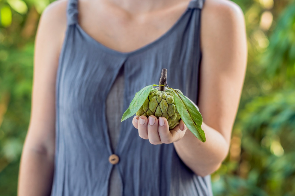 annona cherimola