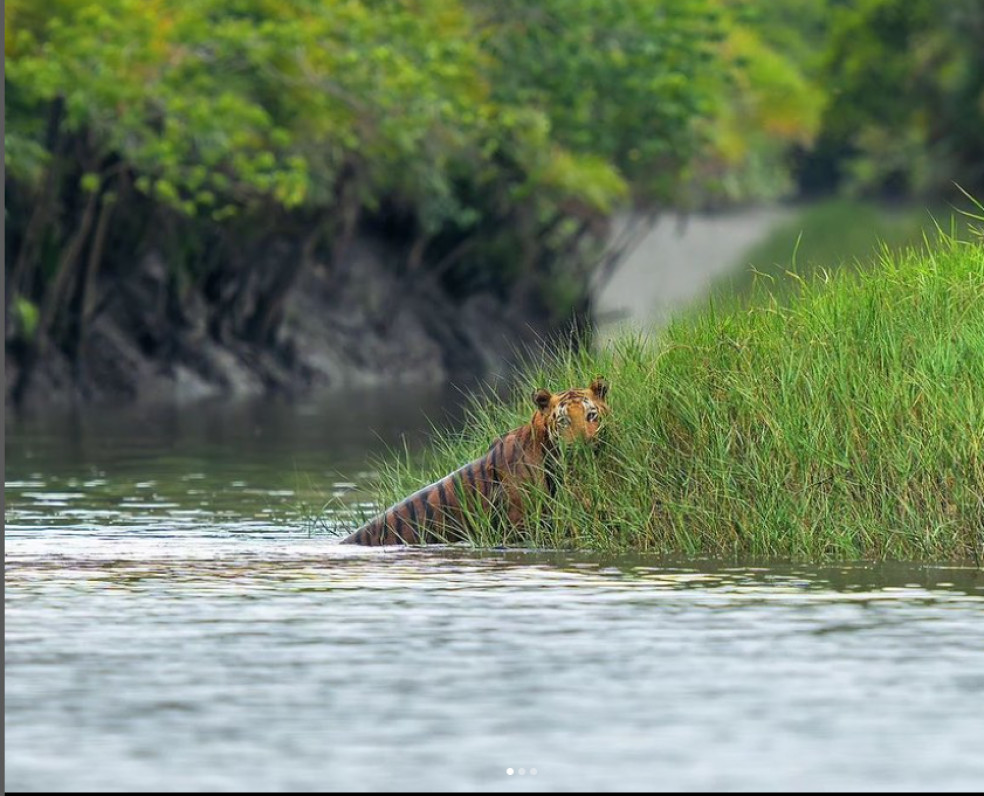 Sundarbans