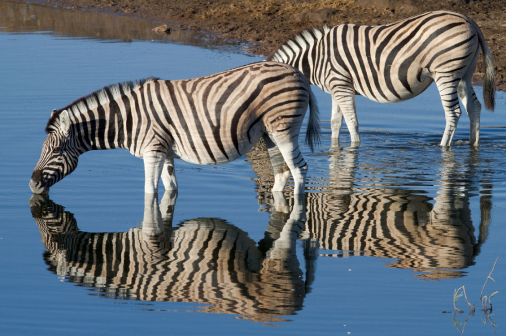 zebri na safari v afrike