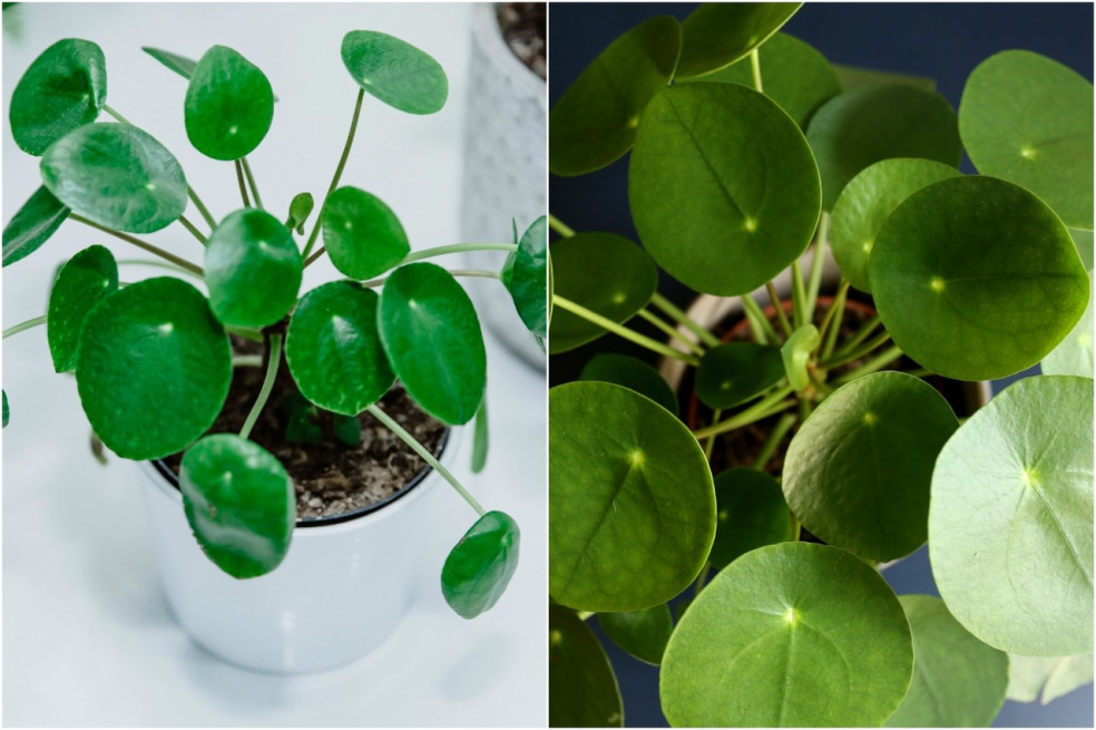 pilea