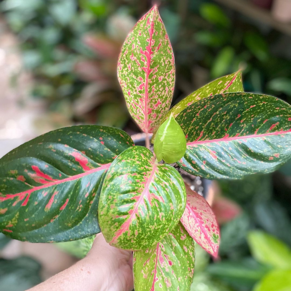 Aglaonema