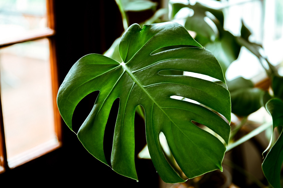 monstera skvelá