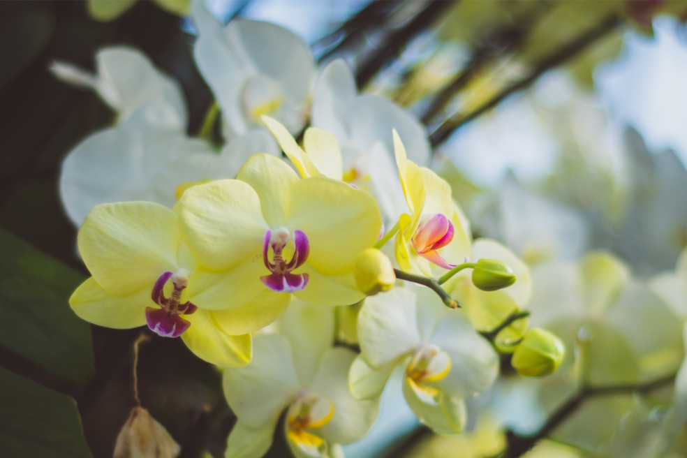 starostlivosť o orchideu
