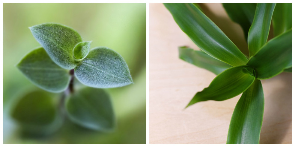 kalisia voňavá, callisia fragrans, elixír života, elixír zdravia, liečivé účinky