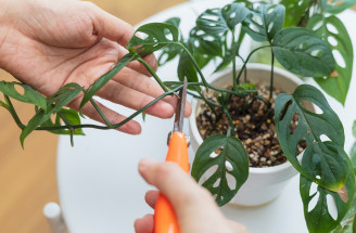 Ako na rozmnožovanie rastlín? Tu je 5 hlavných spôsobov, ako si namnožiť izbové rastliny!