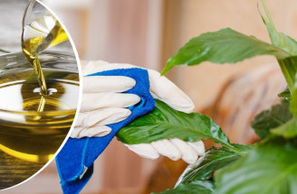 Potri listy izbových rastlín olivovým olejom a uvidíš, čo sa stane!