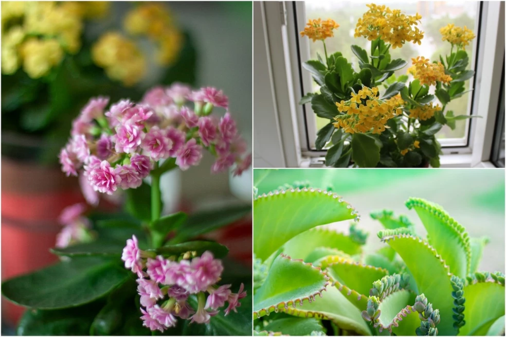 kalanchoe