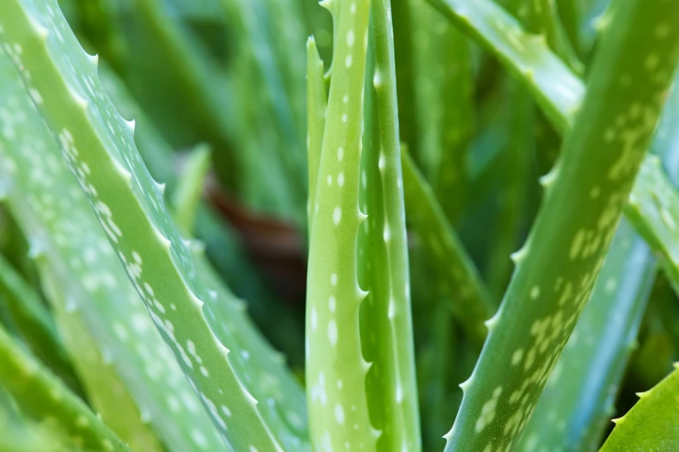 Aloe vera