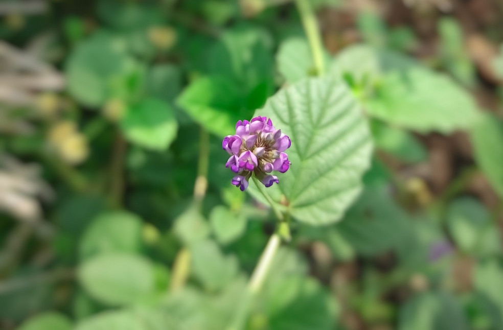 Psoralea Corylifolia