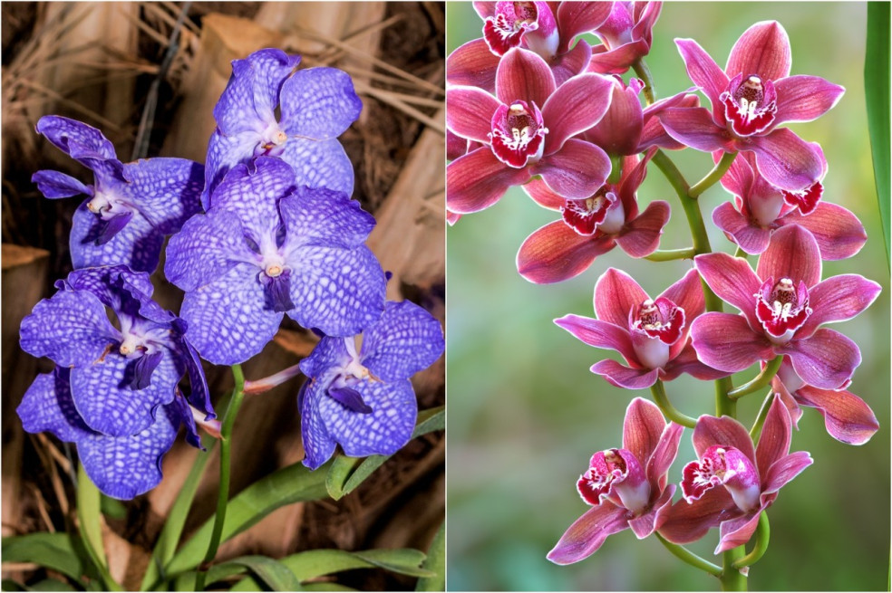 vanda a cymbídia