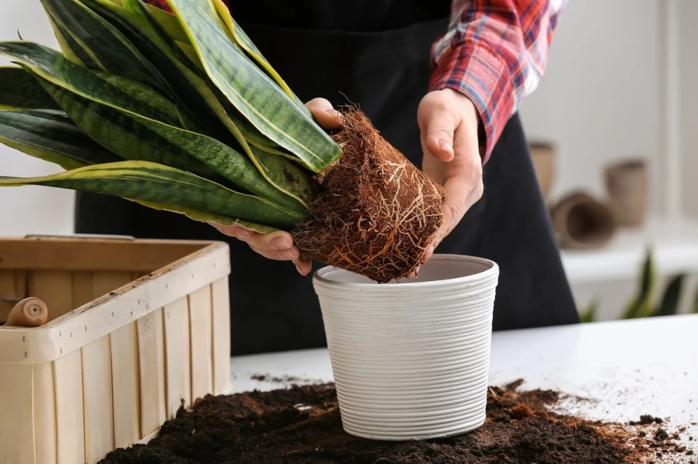 sansevieria trojpása