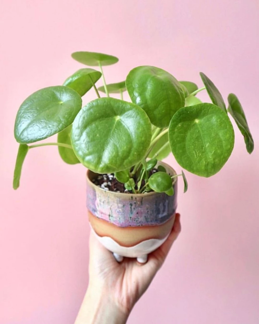 pilea s veľkými listami