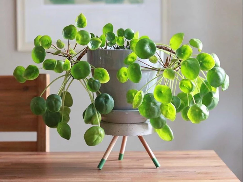 ufo plant