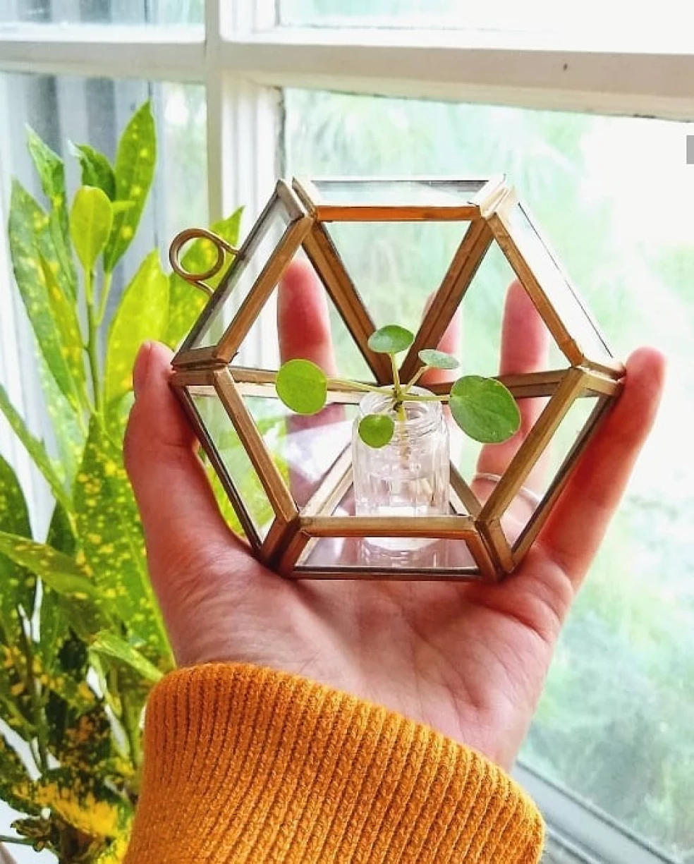 mladá pilea