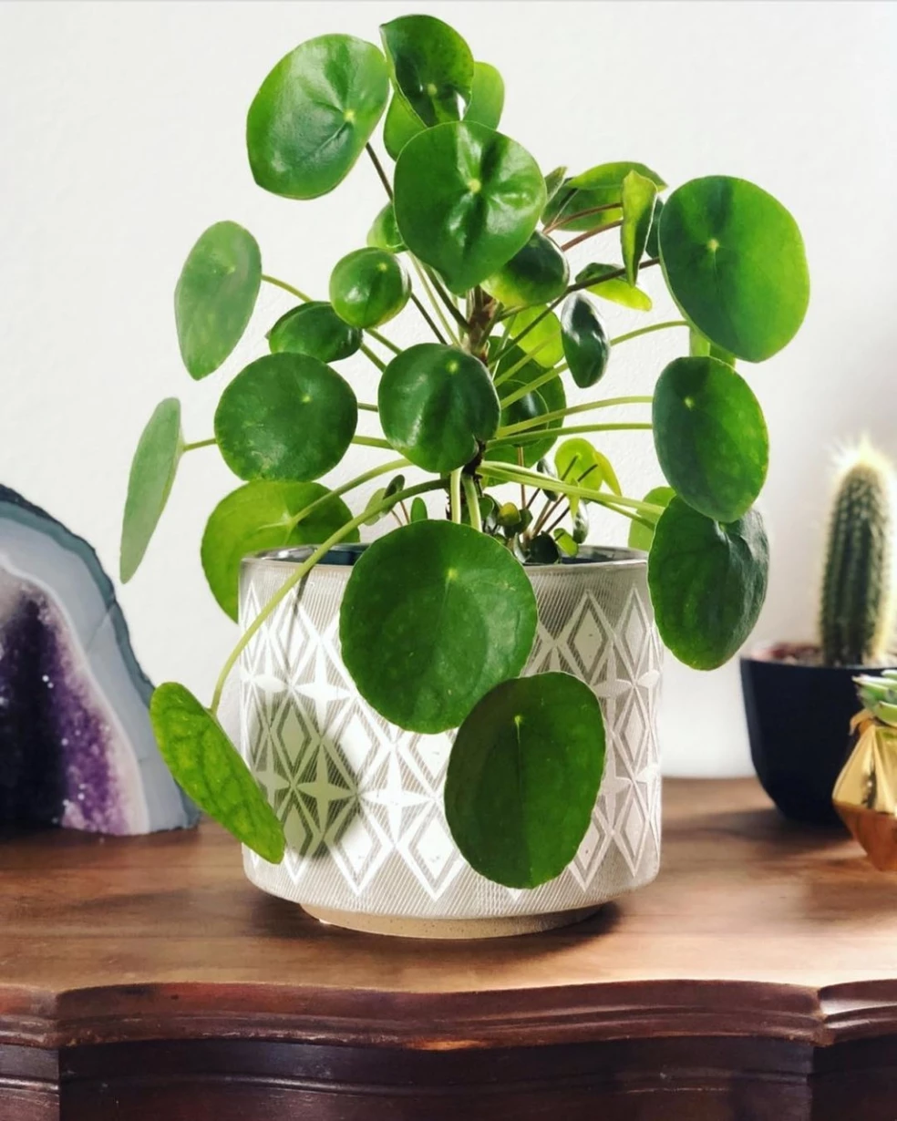 krásna pilea