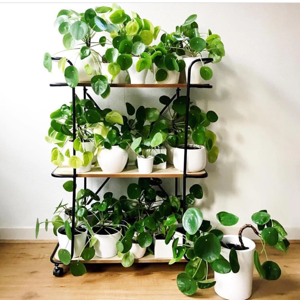 pilea ako pestovať