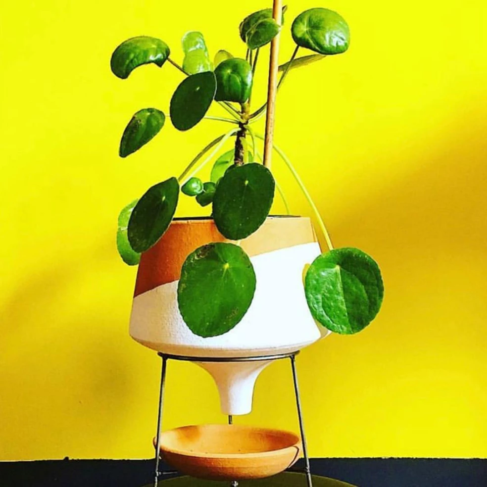 pilea v kvetináči