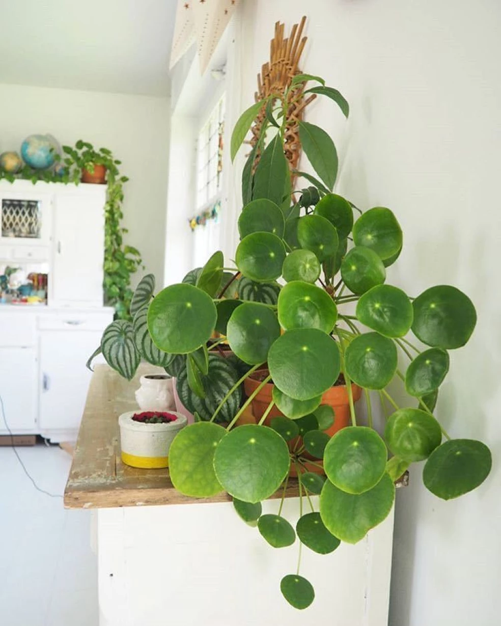izbovka pilea