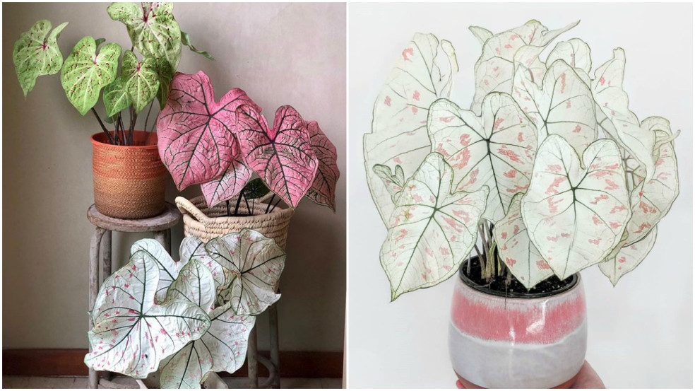 Caladium