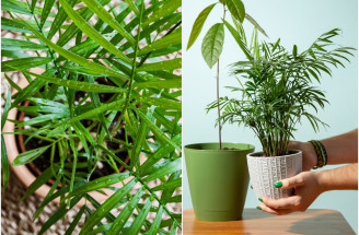 Chamaedorea – tropický nádych u vás doma vďaka nenáročnej palme