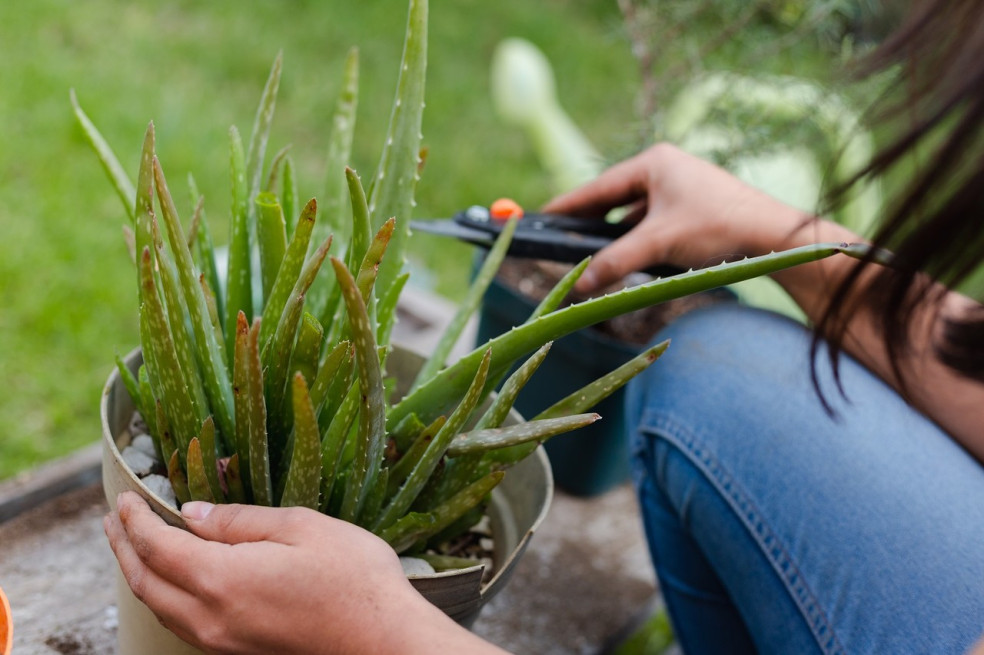 problémy s Aloe vera