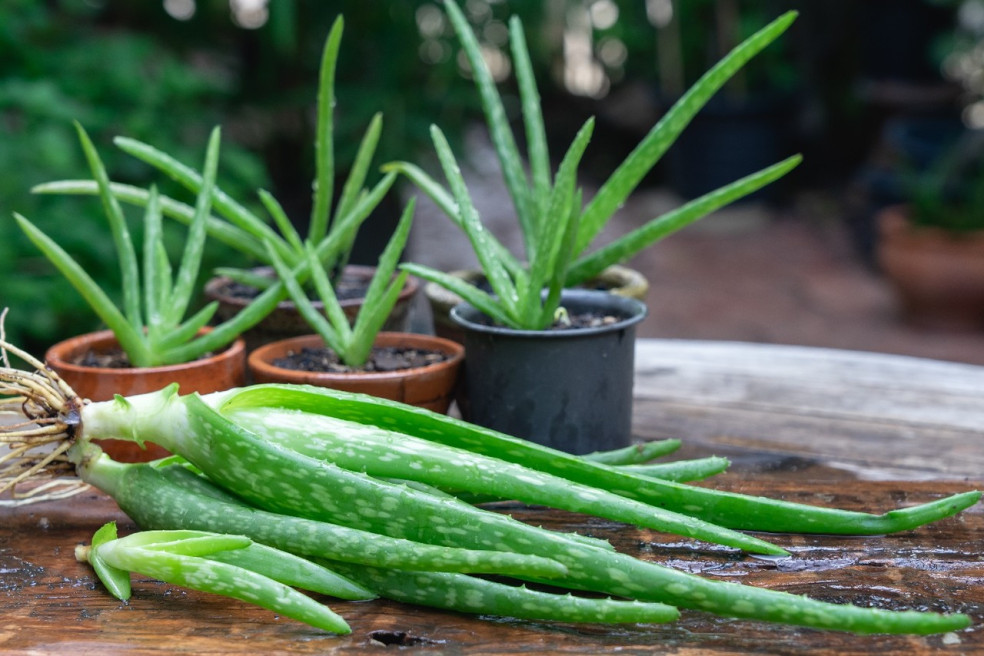 rozmnožovanie Aloe vera