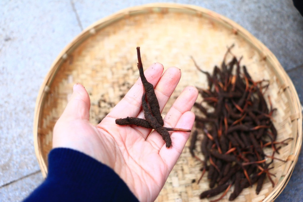 huba Cordyceps