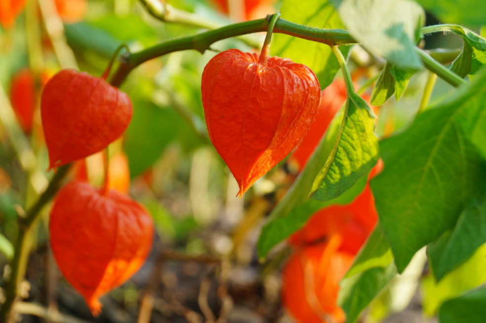 Exotická vitamínová bomba physalis