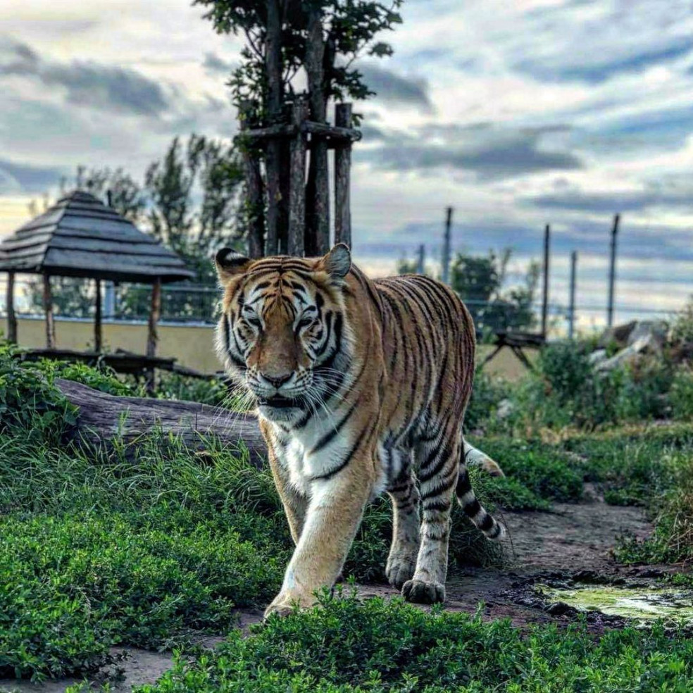 Malkia park