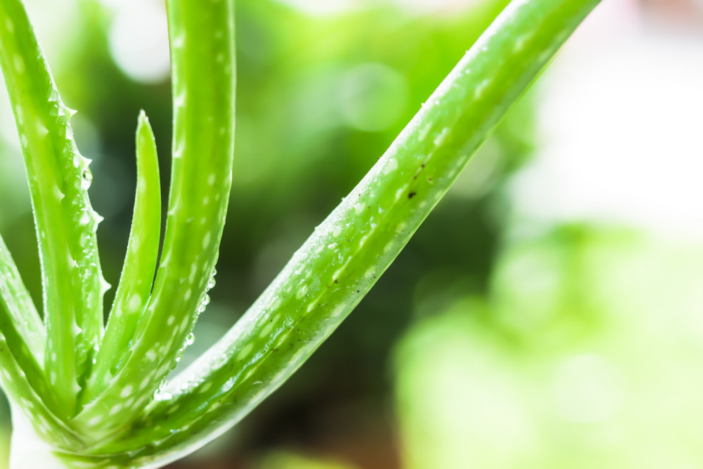 Aloe vera