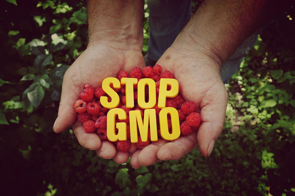 sú GMO nebezpečné