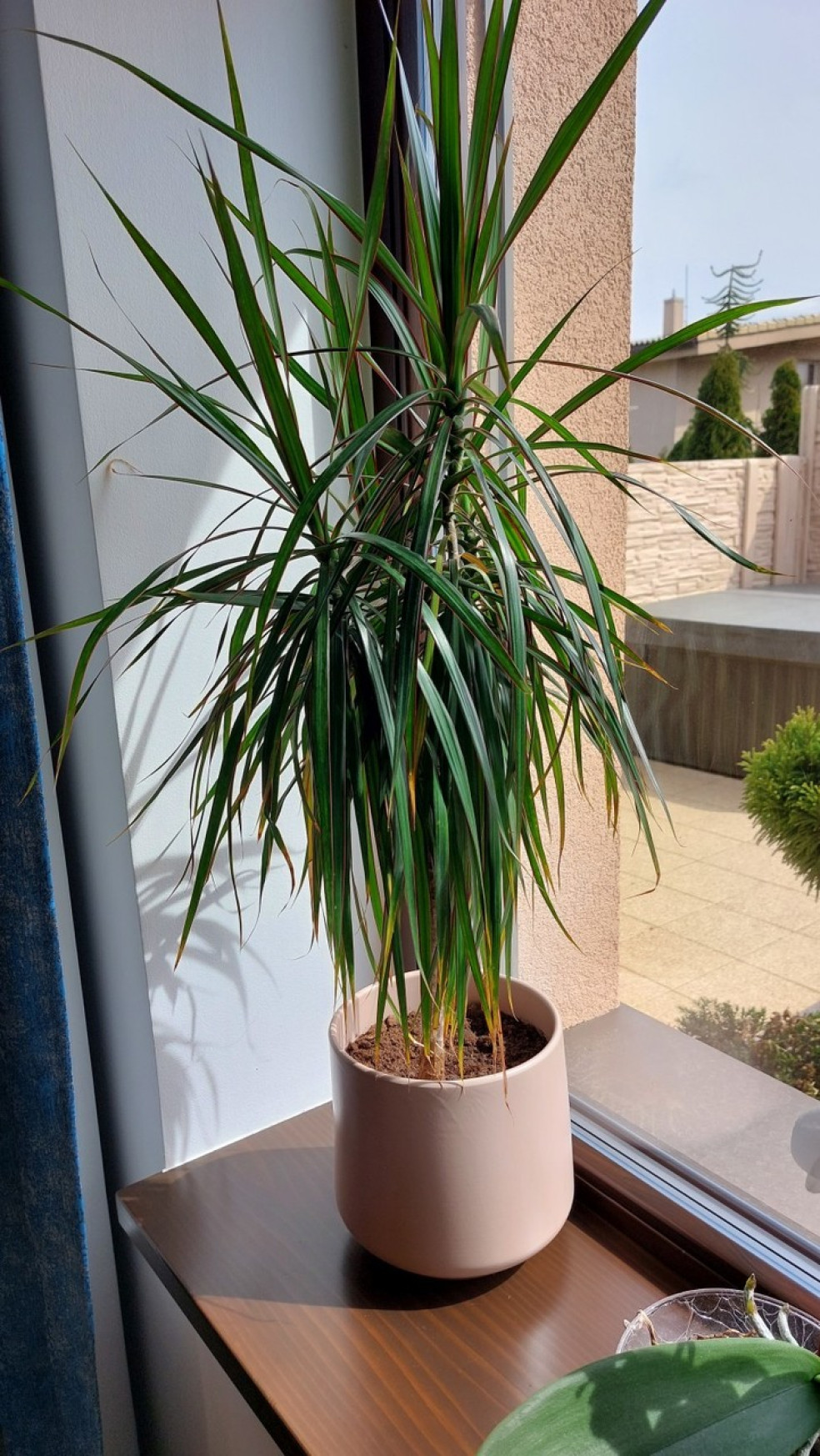 dracéna lemovaná (Dracaena marginata)