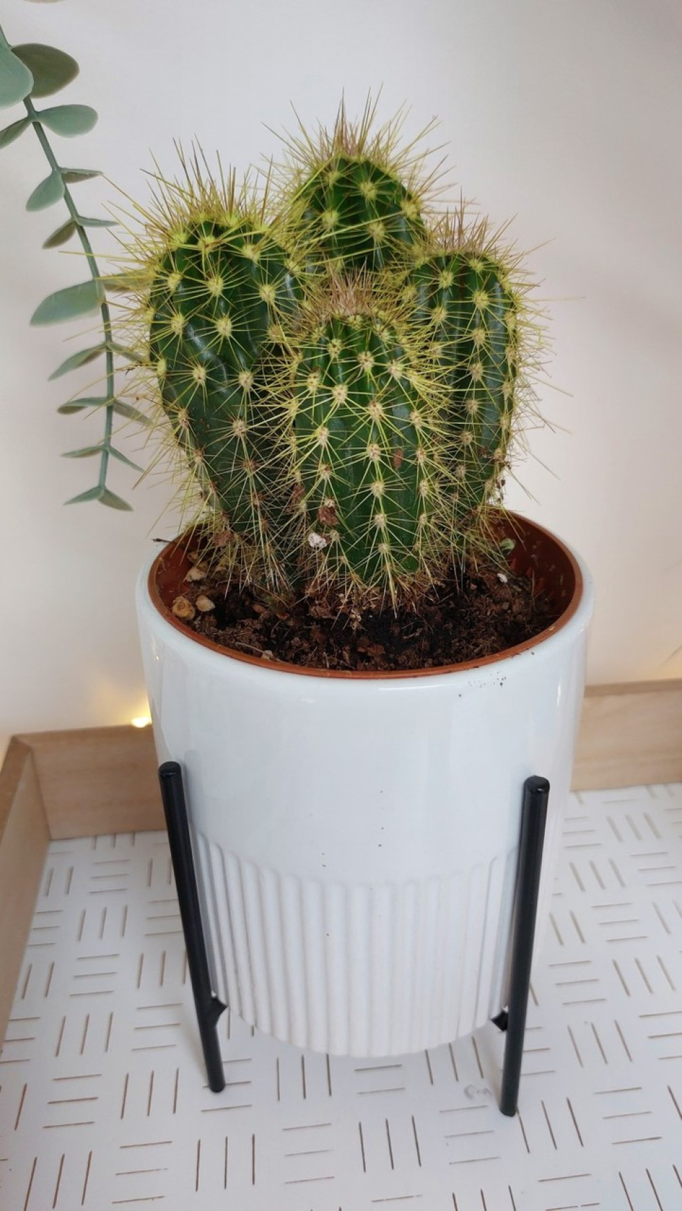 Pilosocereus