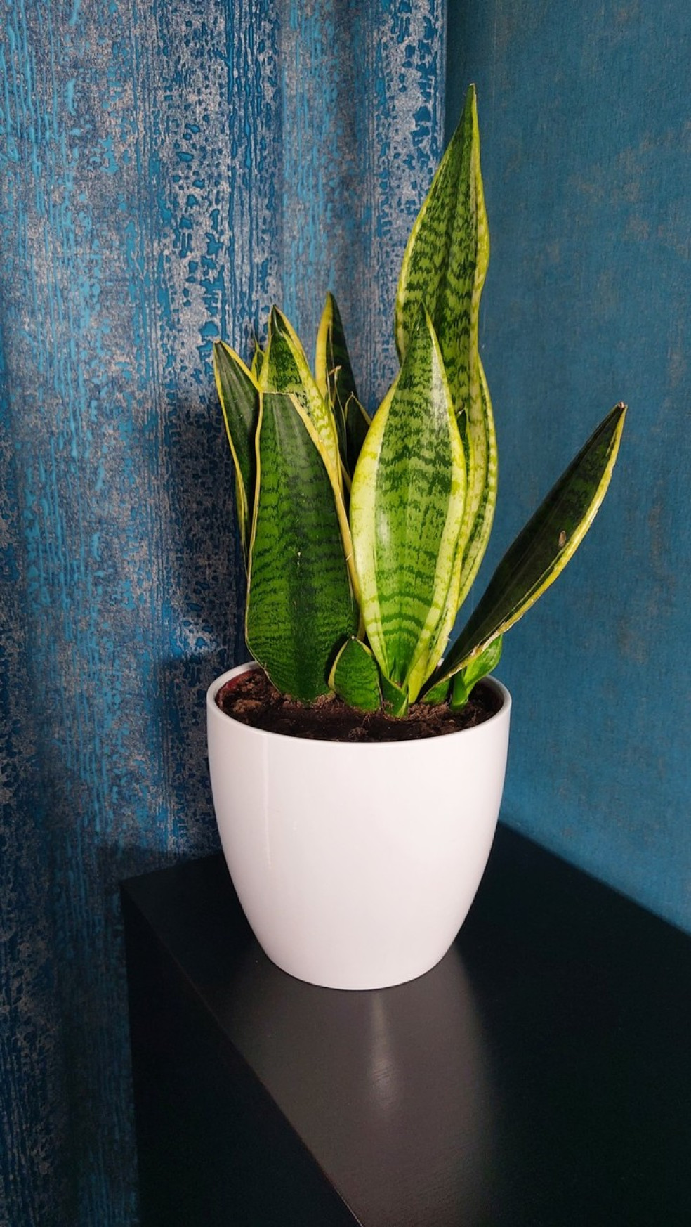 svokrin jazyk / sansevieria trojpása (Dracaena trifasciata)