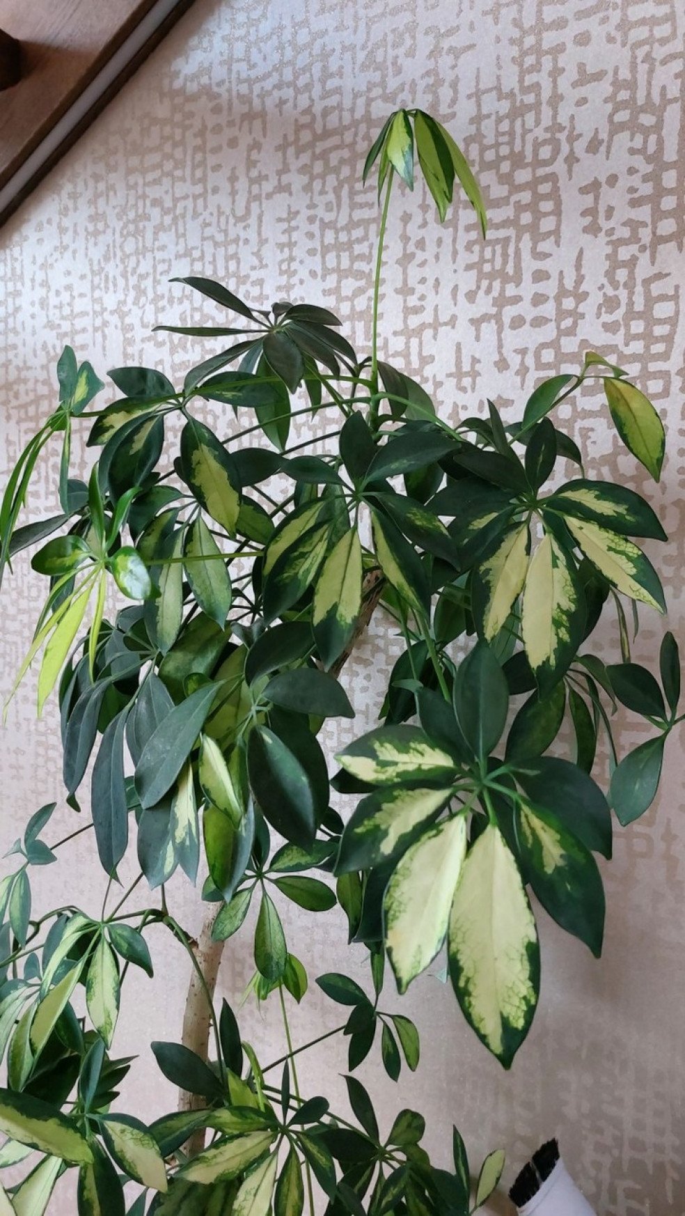 šeflera stromovitá (Schefflera arboricola)